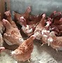 Ayam Jantan Bertelur Pertanda Apa