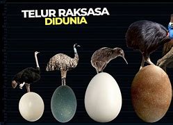 Telur Burung Terbesar